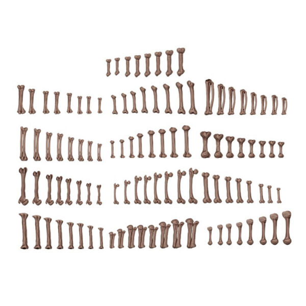 AK Basing Bits Human Bones – Bild 2